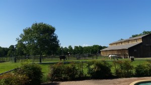 ranch and horses